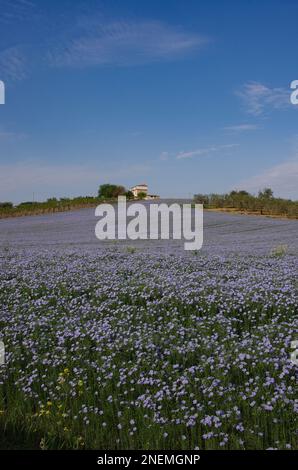 Vue panoramique d'une plantation de lin, en arrière-plan une ferme de campagne.Molise, Italie. Banque D'Images