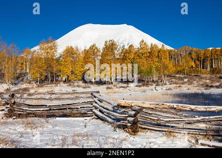 Neige tôt sur le Mt. Peale avec les trembles en couleur d'automne dans les montagnes de la Sal, forêt nationale de Manti-la Sal, près de Moab, Utah. Banque D'Images