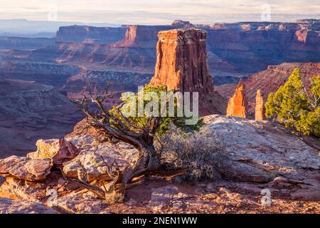 Un tronc de genévrier mort avec un pin de pin derrière sur Marlboro point avec le parc national de Canyonlands derrière, près de Moab, Utah. Banque D'Images