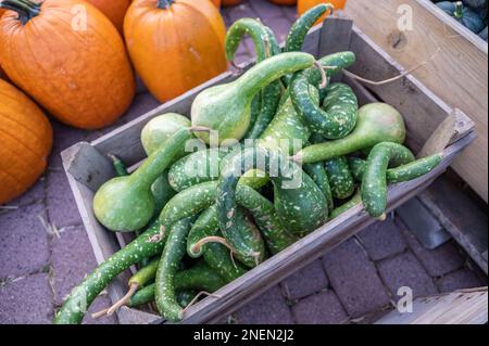 gourdes de serpent vert dans une boîte en bois à vendre dans une ferme, vue en grand angle Banque D'Images