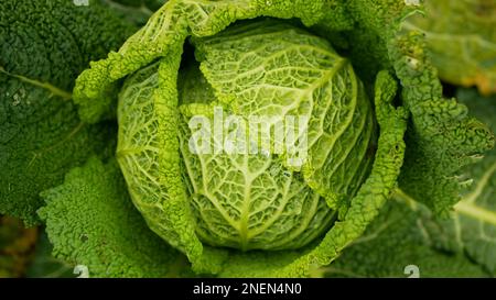 Champ Savoy chou bio détail feuilles feuilles feuilles têtes Brassica oleracea sabauda terre racine culture végétale ferme plantation récolte exploitation brute culture cultiv Banque D'Images