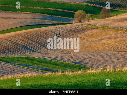 Céréales vertes jeunes. Champs labourés. Plages de champs entrecoupées par de nombreuses bordures. Le soleil brille peu pour éclairer les champs, les marges de champ, les arbres et le boisseau Banque D'Images