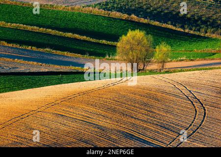 Céréales vertes jeunes. Champs labourés. Plages de champs entrecoupées par de nombreuses bordures. Le soleil brille peu pour éclairer les champs, les marges de champ, les arbres et le boisseau Banque D'Images