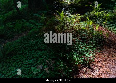 Rayons de lumière éclairant quelques fougères et trèfle dans une forêt de séquoias près de Mendocino, Californie Banque D'Images