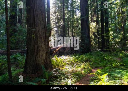 Rayons de lumière éclairant quelques fougères et trèfle dans une forêt de séquoias près de Mendocino, Californie Banque D'Images