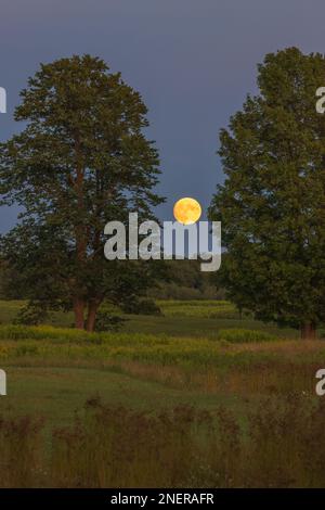 La pleine lune de l'esturgeon qui s'élève au-dessus d'un pré dans le nord du Wisconsin. Banque D'Images