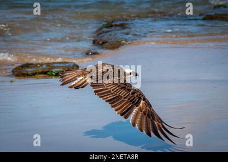 Eastern Osprey (Pandion haliatus cristatus) sur Alexandra Headland Beach, Sunshine Coast dans le Queensland, Australie Banque D'Images