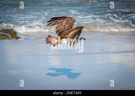 Eastern Osprey (Pandion haliatus cristatus) sur Alexandra Headland Beach, Sunshine Coast dans le Queensland, Australie Banque D'Images