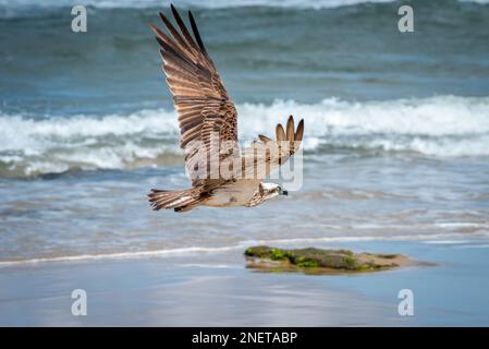 Eastern Osprey (Pandion haliatus cristatus) sur Alexandra Headland Beach, Sunshine Coast dans le Queensland, Australie Banque D'Images