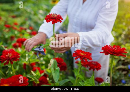 Gros plan de la zinnia rouge. Le fermier cueille des fleurs fraîches dans le jardin d'été. Le jardinier élimine les tiges en fleurs avec la tronçonneuse. Croissance de plantes saines Banque D'Images