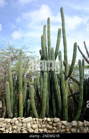 Cactus géant sur l'île semi-aride d'Aruba Banque D'Images