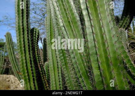 Cactus géant sur l'île semi-aride d'Aruba Banque D'Images