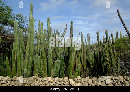 Cactus géant sur l'île semi-aride d'Aruba Banque D'Images