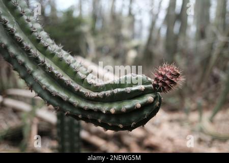 Cactus géant sur l'île semi-aride d'Aruba Banque D'Images