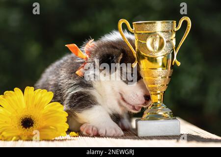 Mignon petit chiot de corgi gallois pembroke avec son premier prix - coupe d'or. Timide champion pup Banque D'Images