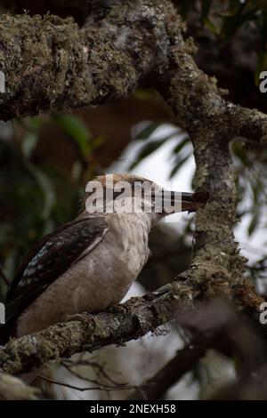 rire kookaburra le meilleur oiseau à photographier Banque D'Images