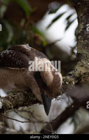 rire kookaburra le meilleur oiseau à photographier Banque D'Images