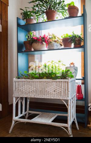 Plantes vertes en pot sur des étagères en bois et table en panier en osier blanc dans la chambre à l'étage à l'intérieur de la vieille maison de 1927. Banque D'Images