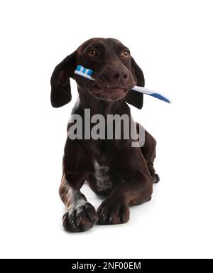 Adorable chien à aiguilles court en allemand avec brosse à dents sur fond blanc Banque D'Images