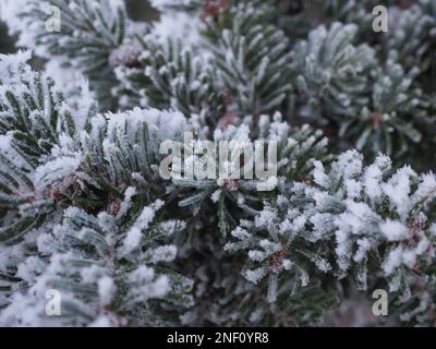 Gel sur les aiguilles de conifères à la mi-hiver, mi-décembre, Noël, climat subzero - Szczecin Pologne Banque D'Images