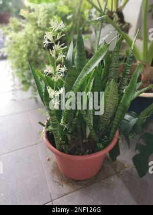 Sansevieria Snake pot de plante avec fleur blanche de germination. Banque D'Images