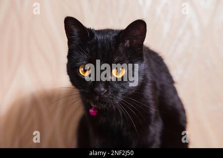 Chat noir noble avec col rose se trouve sur un tapis turc Banque D'Images