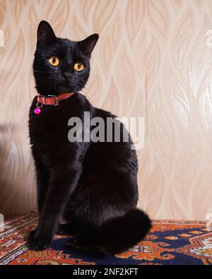 Chat noir noble avec col rose se trouve sur un tapis turc Banque D'Images