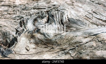arrière-plan en bois fendu gris ancien. texture blanchie naturelle. vue macro. Banque D'Images