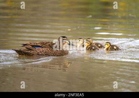 Un canard noir du pacifique nageant avec ses canetons dans un lac tranquille par une journée ensoleillée avec un arrière-plan flou Banque D'Images