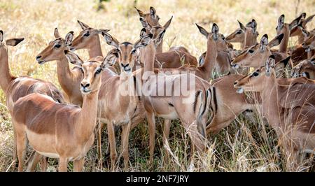 Groupe d'impalas (Aepyceros Melampus) dans la savane africaine (Parc national Kruger, Afrique du Sud) Banque D'Images