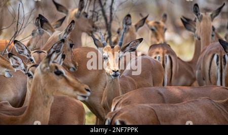 Groupe d'impalas (Aepyceros Melampus) dans le parc national Kruger, Afrique du Sud Banque D'Images