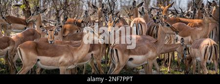 Groupe d'impalas (Aepyceros Melampus) dans le parc national Kruger, Afrique du Sud Banque D'Images