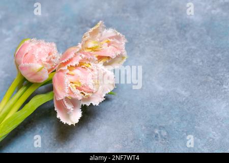 Tulipes roses sur fond bleu. Vue de dessus plate. Contexte de la Saint-Valentin, concept des vacances de printemps, fête des mères, fête des femmes et pâques. Horizontal, grand format, teinté Banque D'Images