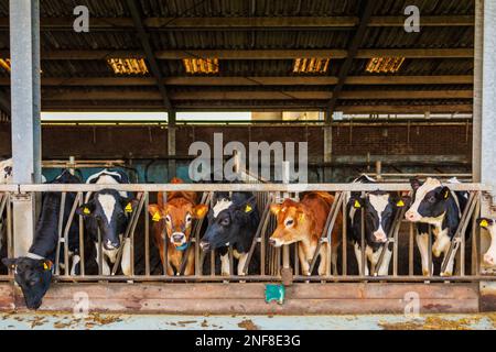 Les vaches multiples dans un stable dans une ferme aux pays-Bas. Banque D'Images