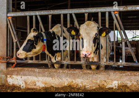 Les vaches multiples dans un stable dans une ferme aux pays-Bas. Banque D'Images