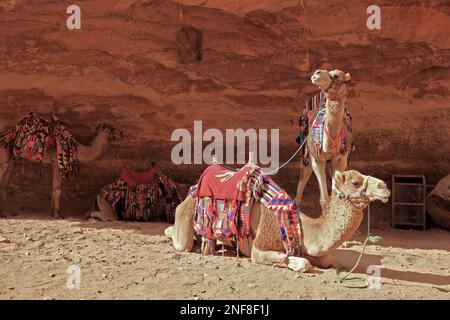 Kamelreiter, verlassene Felsenstadt Petra, al-Batra, Hauptstadt des Königreichs der Nabatäer, Jordanien, UNESCO-Weltkulturerbe / Camels d'équitation, aban Banque D'Images