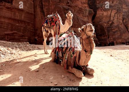 Kamelreiter, verlassene Felsenstadt Petra, al-Batra, Hauptstadt des Königreichs der Nabatäer, Jordanien, UNESCO-Weltkulturerbe / Camels d'équitation, aban Banque D'Images