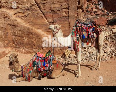 Kamelreiter, verlassene Felsenstadt Petra, al-Batra, Hauptstadt des Königreichs der Nabatäer, Jordanien, UNESCO-Weltkulturerbe / Camels d'équitation, aban Banque D'Images