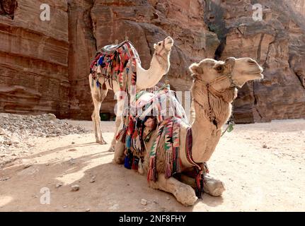 Kamelreiter, verlassene Felsenstadt Petra, al-Batra, Hauptstadt des Königreichs der Nabatäer, Jordanien, UNESCO-Weltkulturerbe / Camels d'équitation, aban Banque D'Images