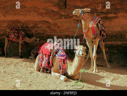 Kamelreiter, verlassene Felsenstadt Petra, al-Batra, Hauptstadt des Königreichs der Nabatäer, Jordanien, UNESCO-Weltkulturerbe / Camels d'équitation, aban Banque D'Images