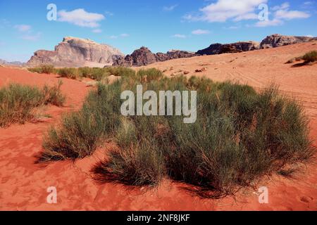 Wüstenlandschaft im Wadi Rum / scène du désert à Wadi Rum, Jordanie Banque D'Images