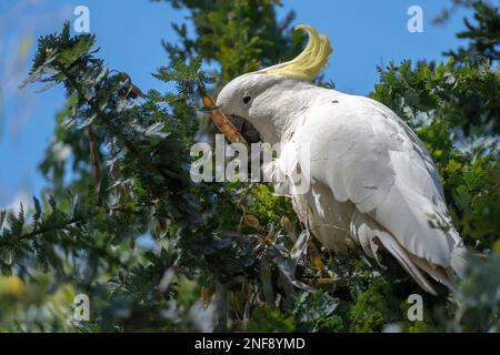 Cafatoo blanc en train de manger et de s'asseoir sur la branche en Australie Banque D'Images