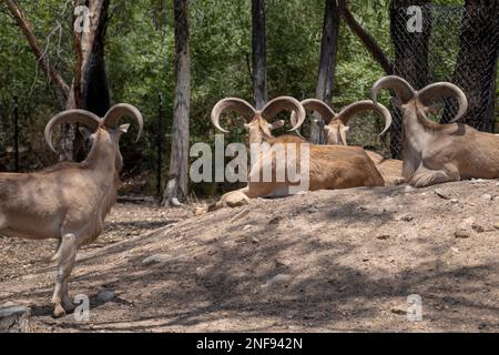 Moutons de Barbarie avec de grandes cornes courbées regardant curieusement l'arrière-plan Banque D'Images