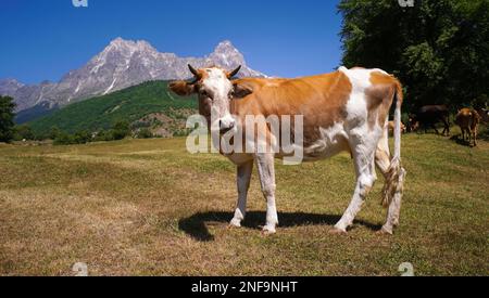 Gros plan d'une belle vache rouge-blanc qui broutage dans un pré sur le fond des montagnes par une journée ensoleillée et regardant dans la caméra Banque D'Images