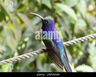 Un beau colibri bleu et violet assis sur une corde au Costa Rica Banque D'Images