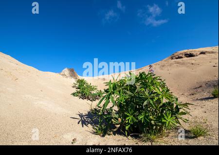 Lupins poussant dans une vieille fosse de sable Banque D'Images