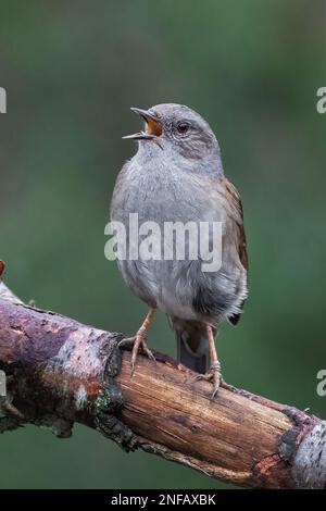 Un gros plan d'un dunnock, Prunella modularis, car il est perché sur une branche avec le bec ouvert chanter Banque D'Images