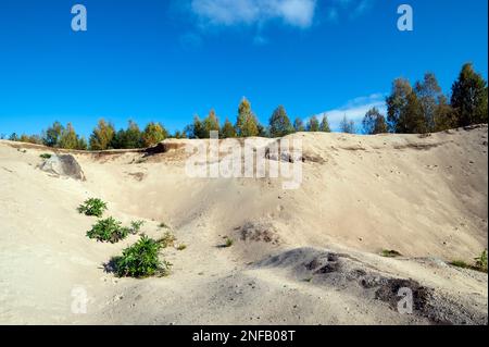 Lupins poussant dans une vieille fosse de sable Banque D'Images