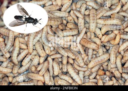 Hermetia illucens, le soldat noir vole. Les larves et les mouches adultes. Insectes comestibles comme produit alimentaire rempli de protéines et de nutrition. Banque D'Images