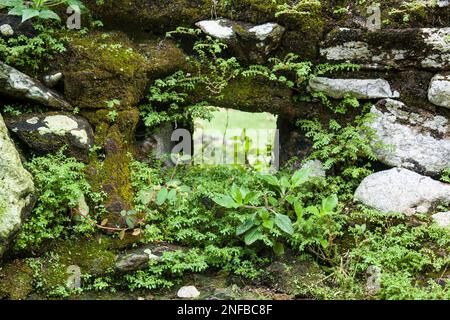 Fougères poussant sur les ruines de Panama Viejo ou du Vieux Panama, près de Panama ville, Panama. Panama Viego a été fondé en 1519 et détruit par Henry Morgan, t Banque D'Images